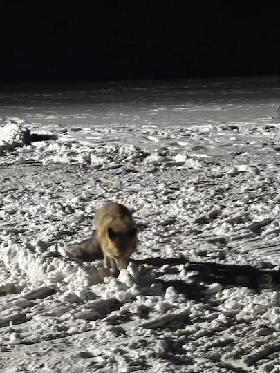 Snow Fox encounter